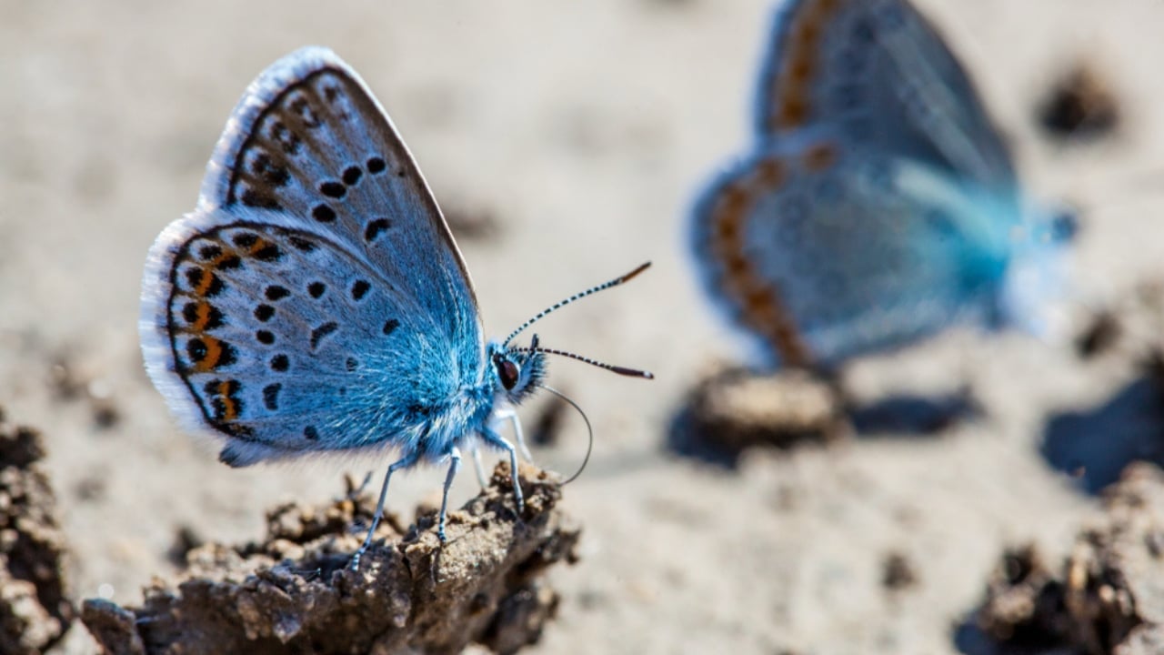 13 of the World’s Rarest Butterflies You’ll Be Lucky to See Even Once - karner blue butterfly ss771565585