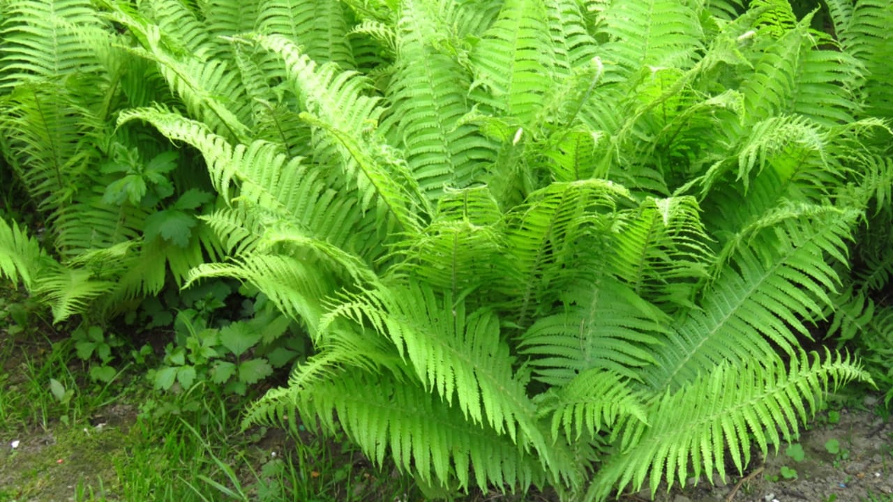 Achieve a Weed-Free Garden with These 15 Perennial Ferns - lady fern ss1111381187