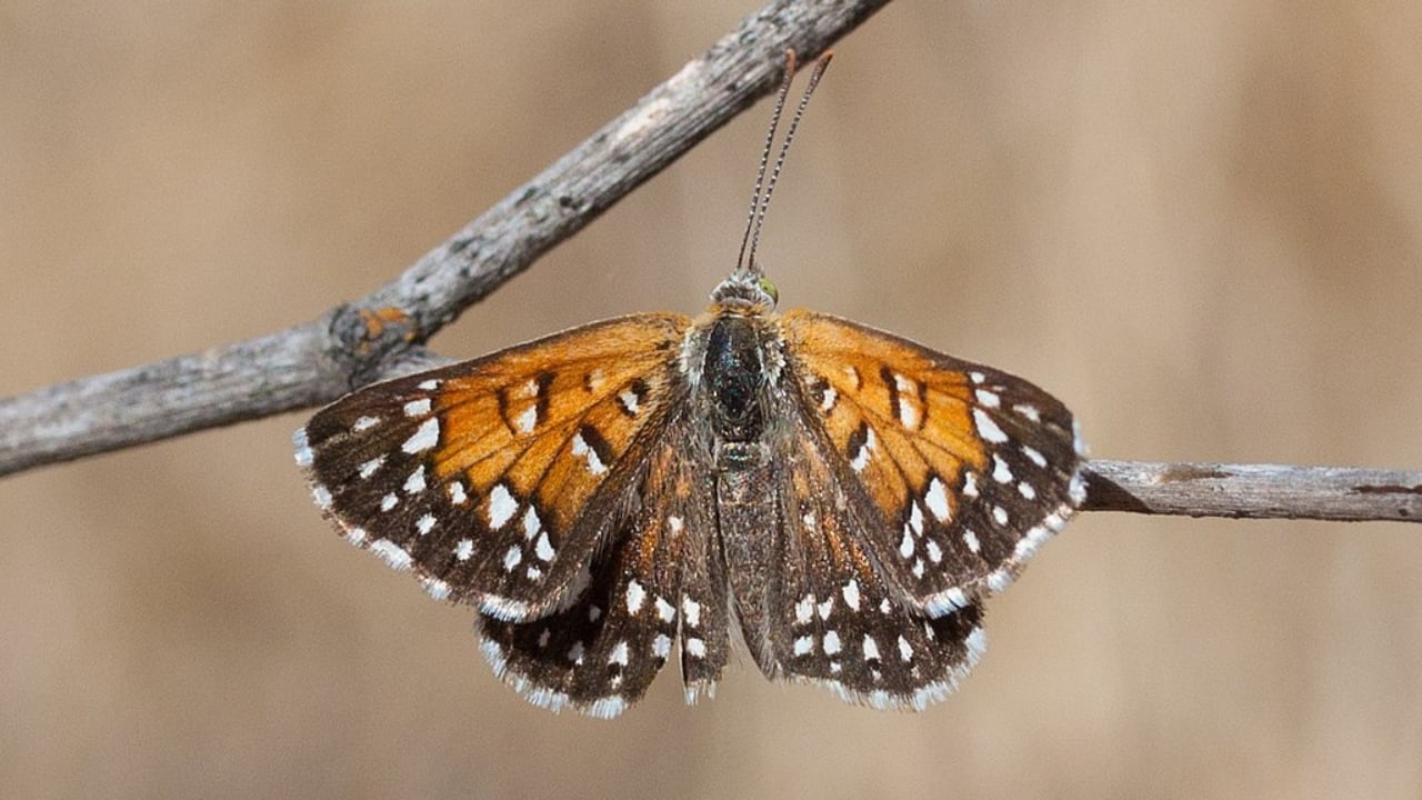 13 of the World’s Rarest Butterflies You’ll Be Lucky to See Even Once - langes metalmark wc