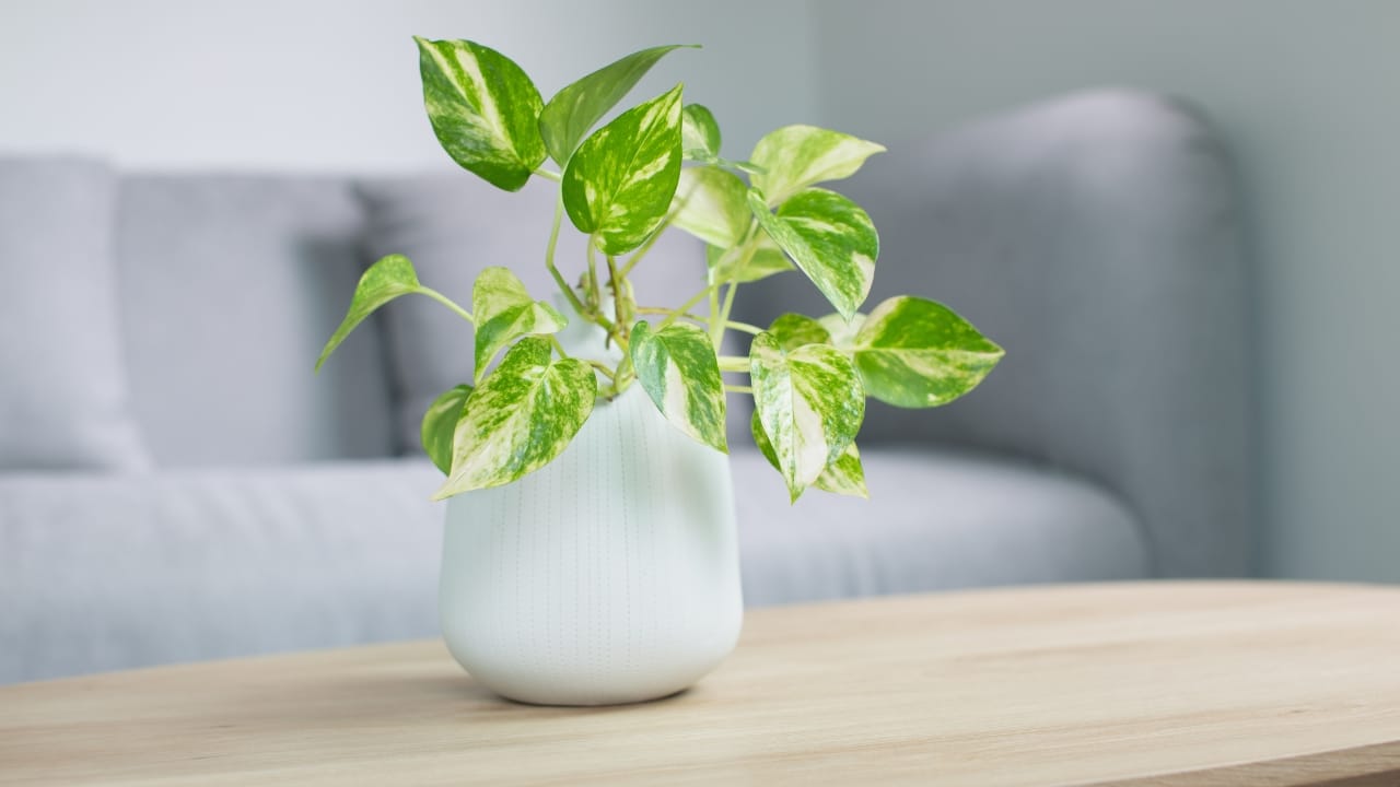 8 Common Challenges with Pothos Houseplants & How to Tackle Them - leggy pothos plant dp383576862