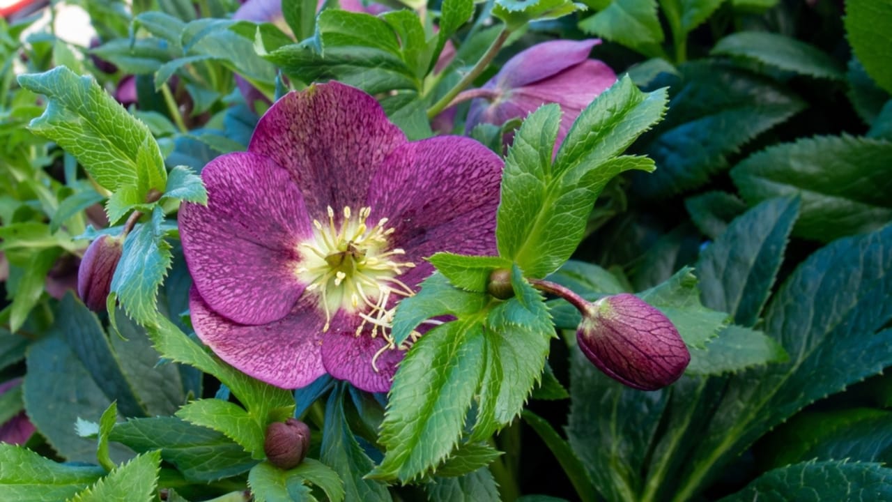 Grow a Weed-Free Garden with These 15 Clumping Perennials - lenten rose ss2113798742