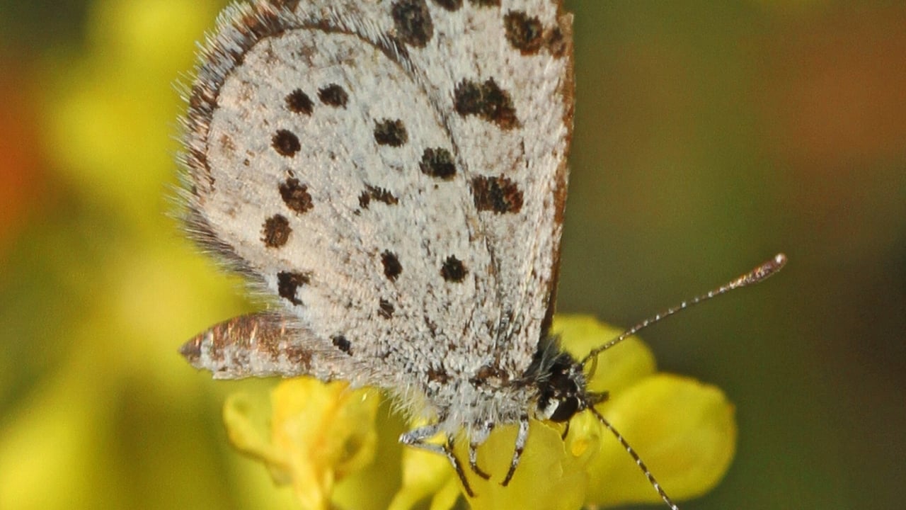 13 of the World’s Rarest Butterflies You’ll Be Lucky to See Even Once - leonas little blue wc