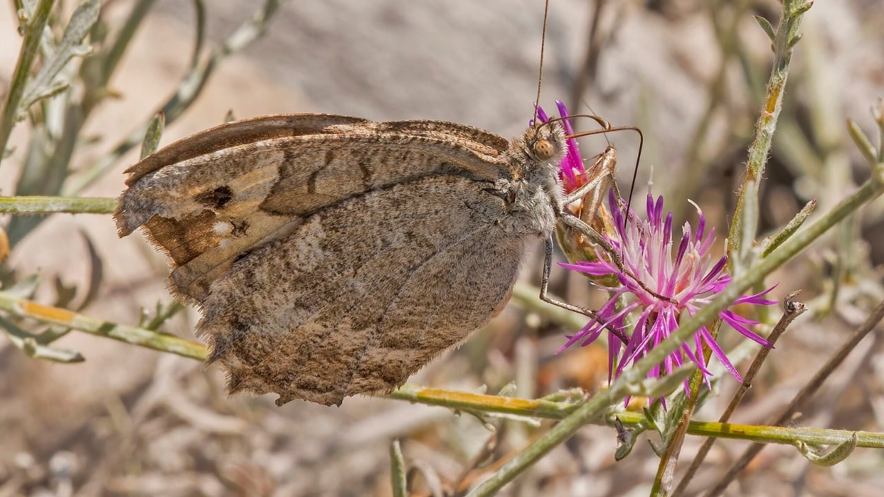 13 of the World’s Rarest Butterflies You’ll Be Lucky to See Even Once - macedonian grayling wc