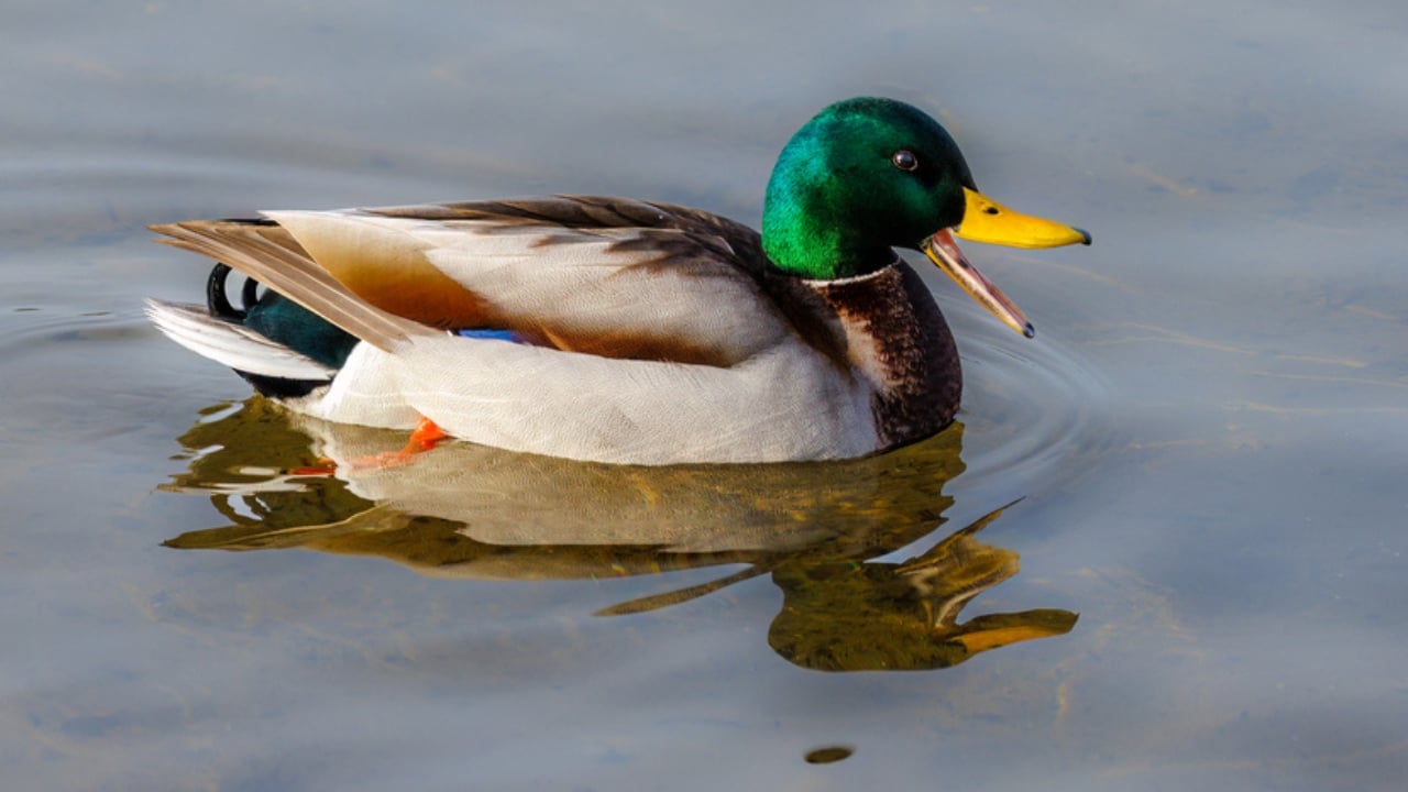 10 Bird Species You're Most Likely to Spot in North America - mallard dp633713872