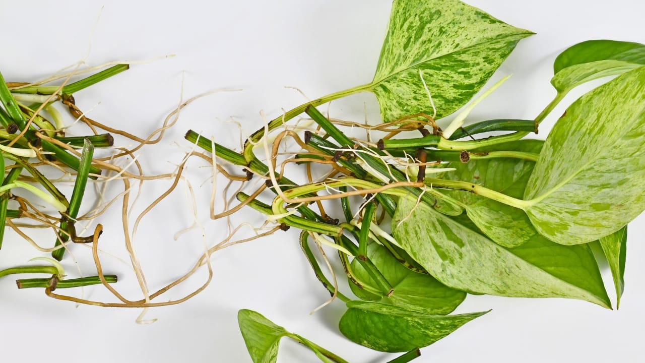 8 Common Challenges with Pothos Houseplants & How to Tackle Them - marble queen pothos root rot dp 600612240 XL