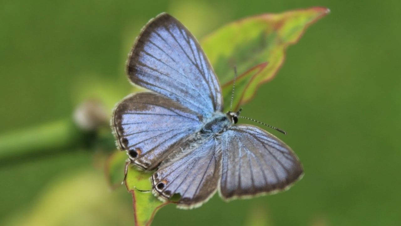 13 of the World’s Rarest Butterflies You’ll Be Lucky to See Even Once - miami blue ss2069800907