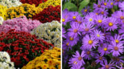 Asters Meet Mums: Create the Perfect Fall Garden
