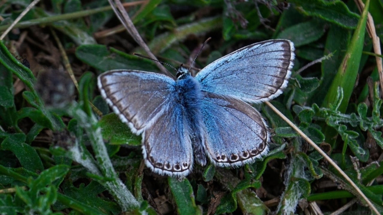 13 of the World’s Rarest Butterflies You’ll Be Lucky to See Even Once - palos verdes blue ss2044582742