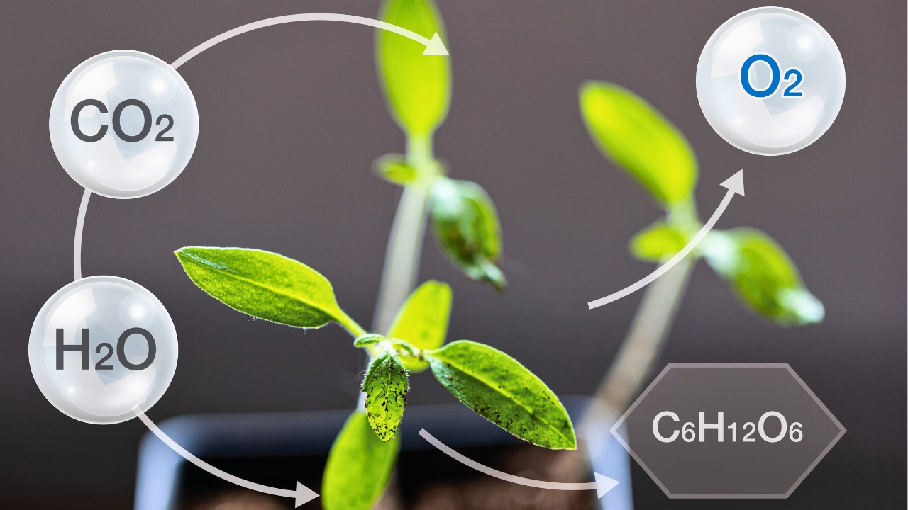 Climate Models Fall Short as Plants Absorb 31% More Carbon Than Expected - photosynthesis ss2260069963
