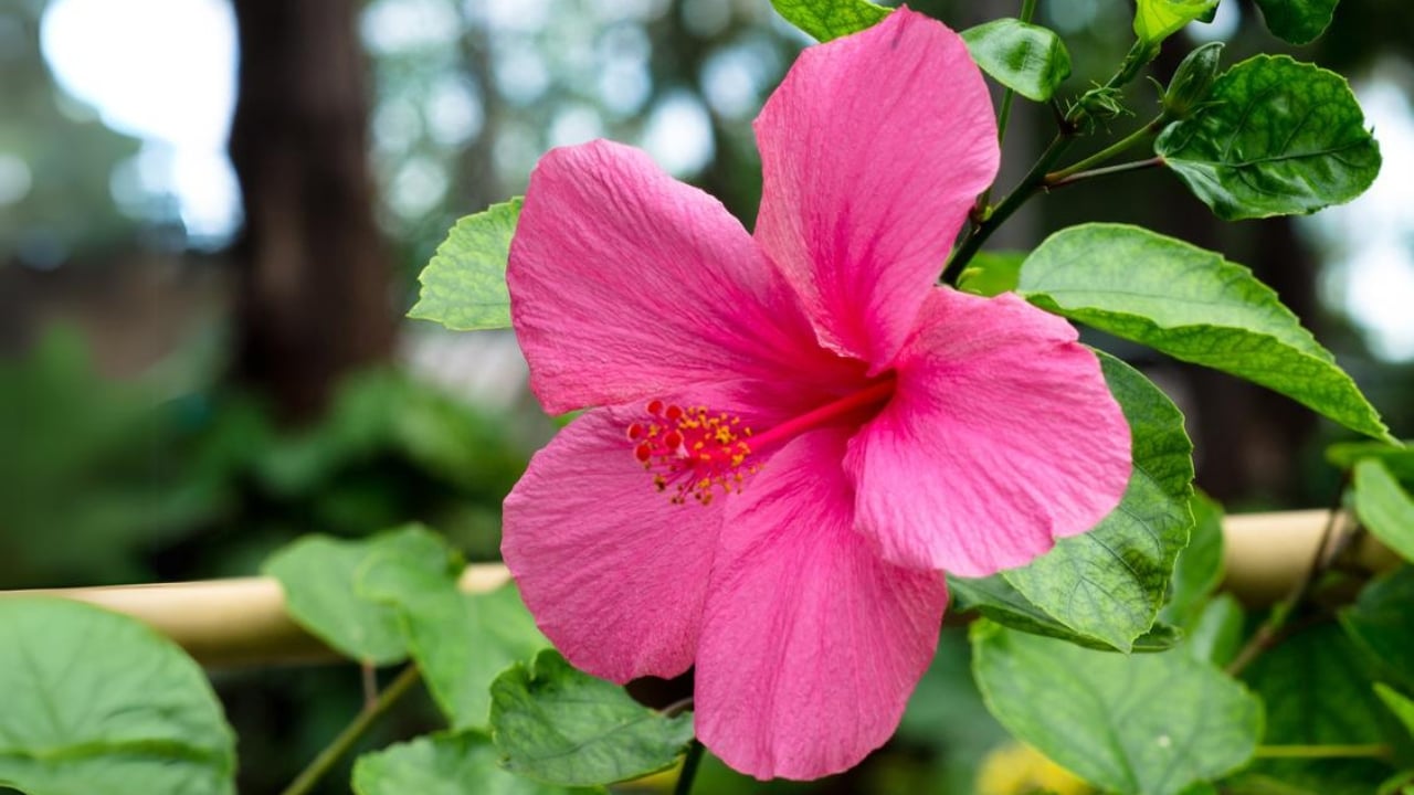 15 Gorgeous Pink Flowers That Add Color & Life to Any Garden - pink hibiscus dp519343150