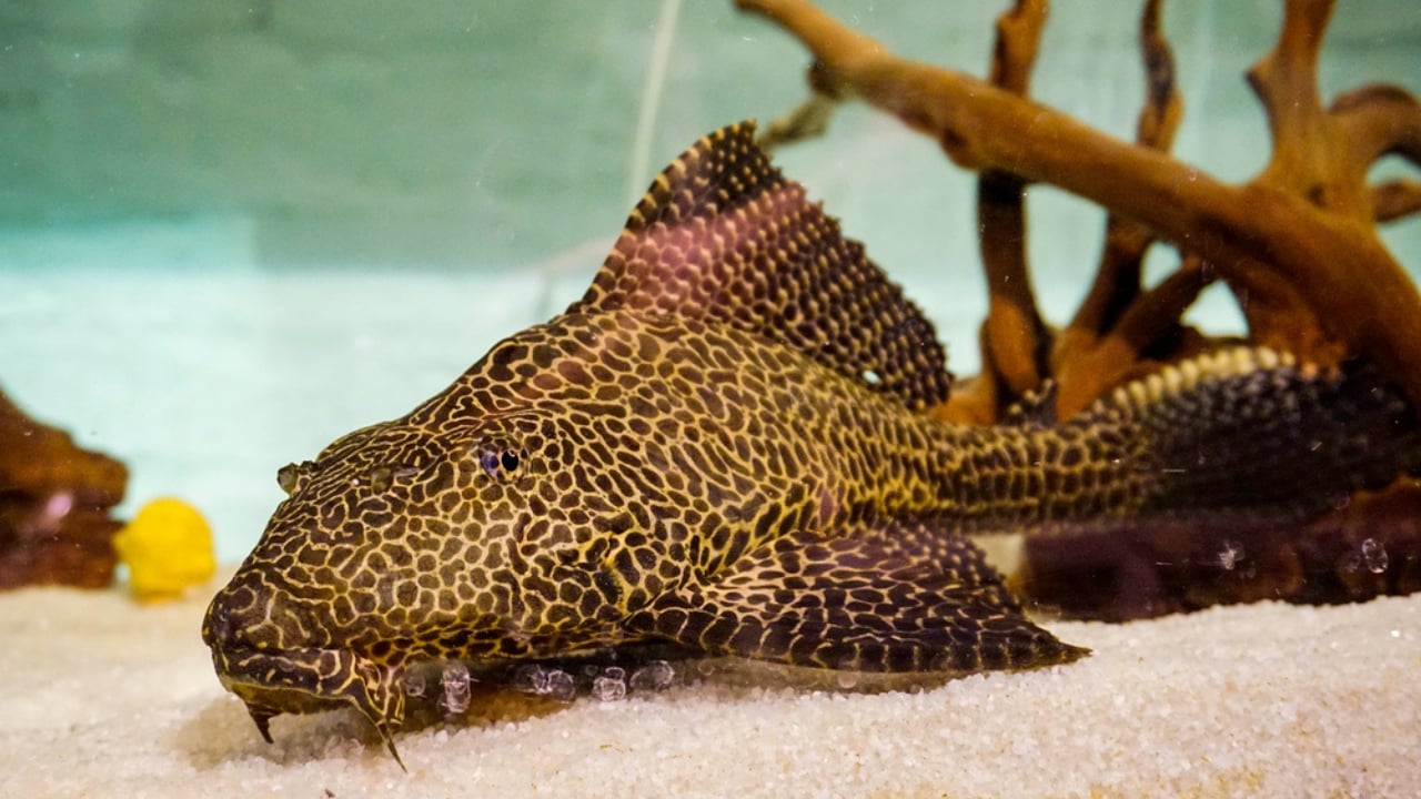 First Pet? 13 Easygoing Pets Perfect for Beginners - plecostomus dp568933118