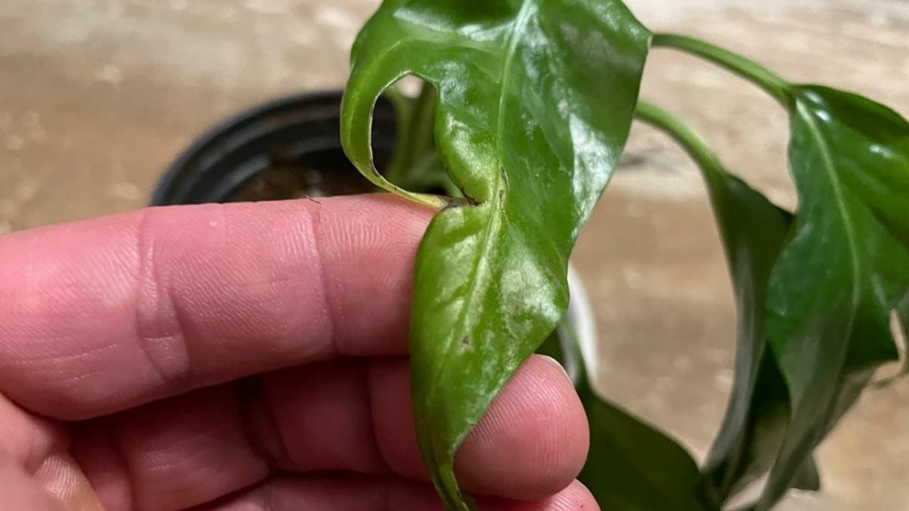 8 Common Challenges with Pothos Houseplants & How to Tackle Them - pothos curling davin