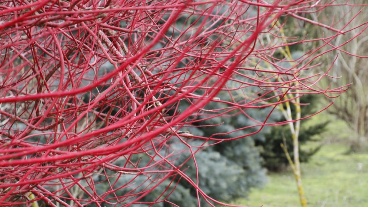 12 Bushes That Bring Brilliant Fall Colors to Your Landscape - red dog wood ss1020924223