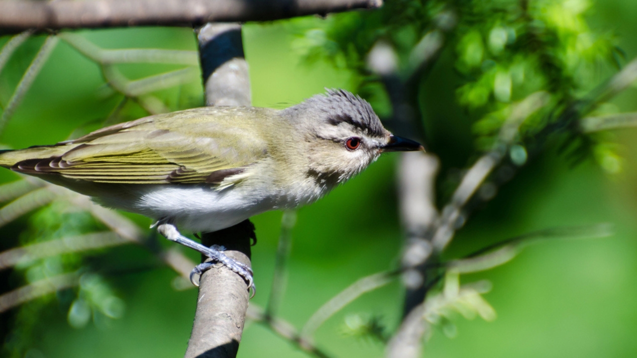10 Bird Species You're Most Likely to Spot in North America - red eyed vireo dp37142823