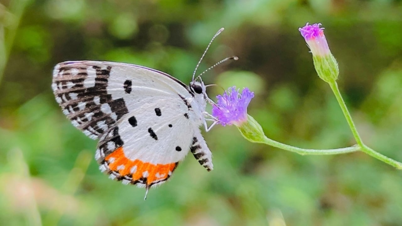13 of the World’s Rarest Butterflies You’ll Be Lucky to See Even Once - red perriot ss2301547745
