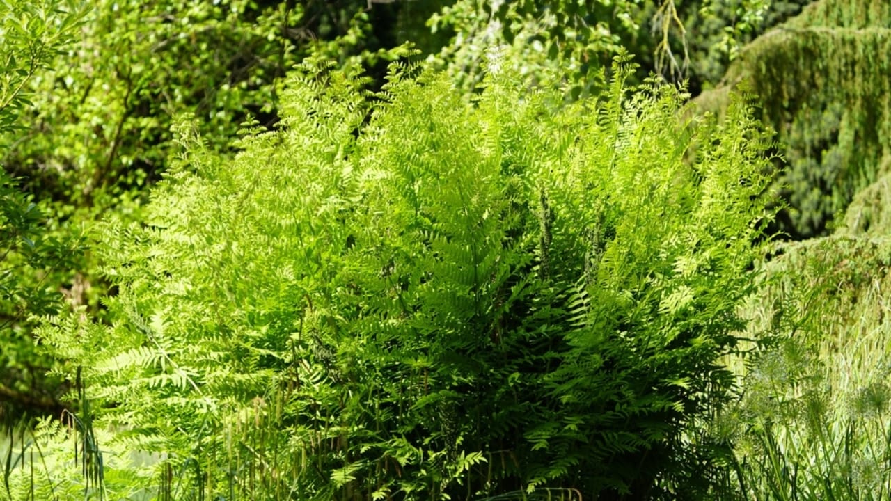 Achieve a Weed-Free Garden with These 15 Perennial Ferns - royal fern ss2463831055