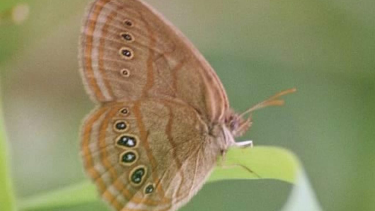 13 of the World’s Rarest Butterflies You’ll Be Lucky to See Even Once - saint francis satyr wc