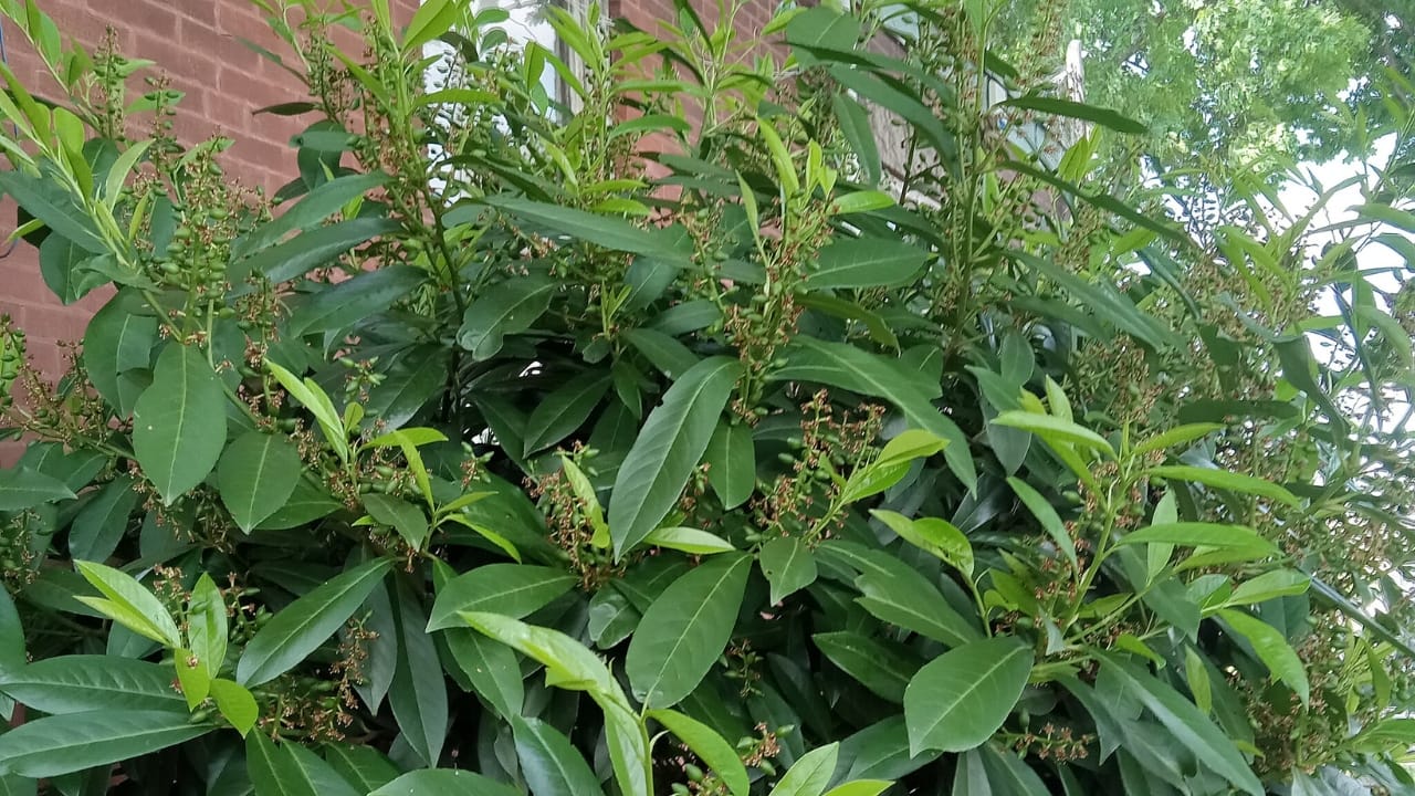 Plant These 13 Shrubs in the Fall for Fast Growth & Year-Round Beauty - schip laurel wc