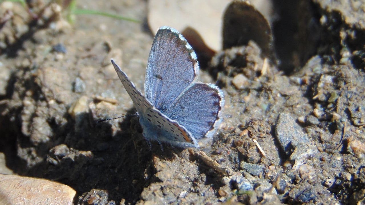 13 of the World’s Rarest Butterflies You’ll Be Lucky to See Even Once - sinai baton blue wc