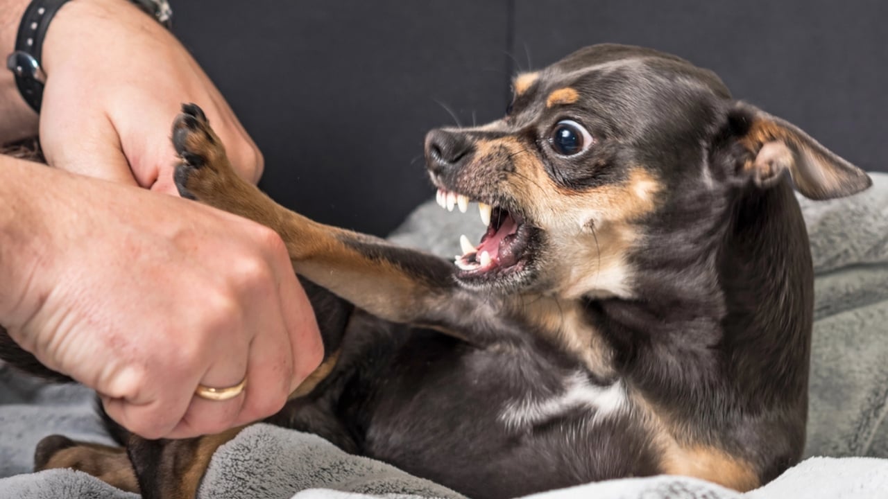 15 Dog Breeds That Sense Good (or Bad) Energy in a Snap - small dog chihuahua dp106940062