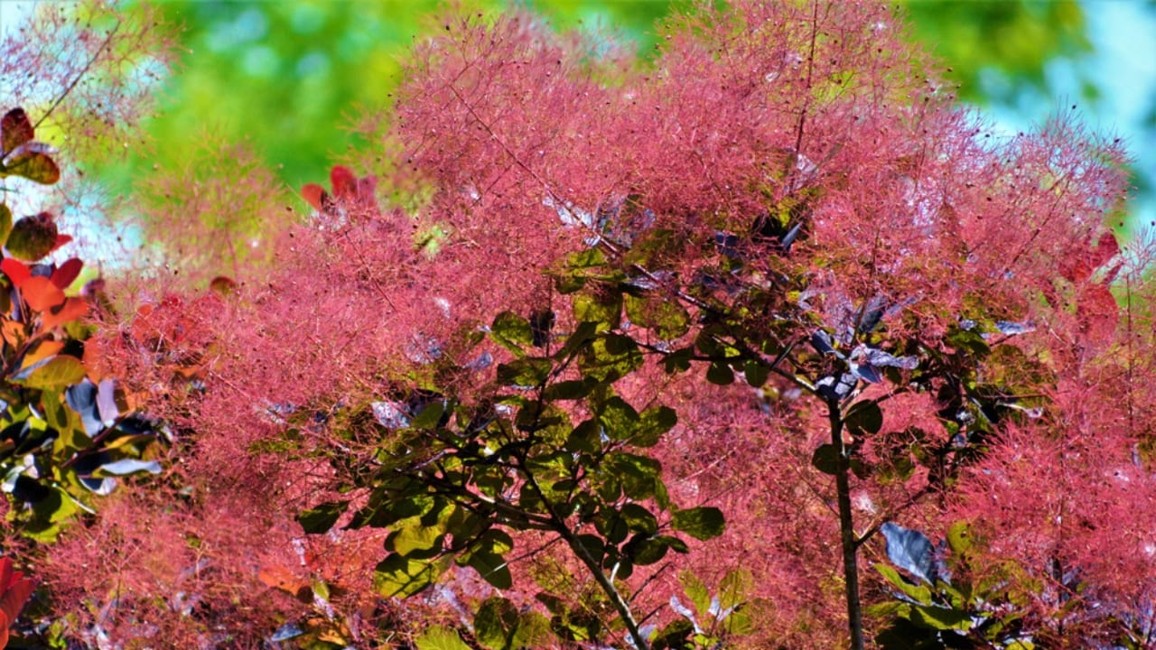 12 Bushes That Bring Brilliant Fall Colors to Your Landscape - smoke bush ss1448528873