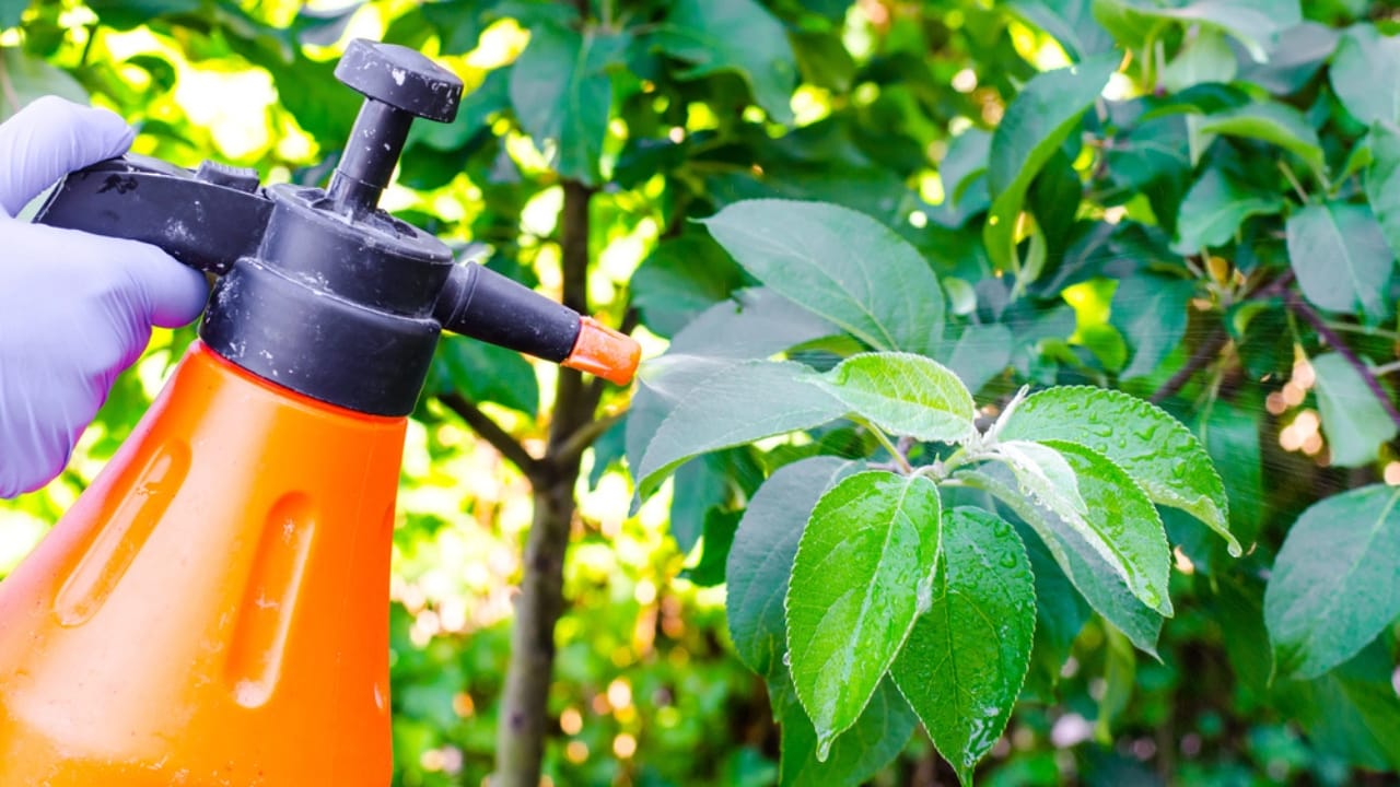 Don't Let Flies Take Over: 10 Ways to Keep Them Away for Good - spraying insecticide dp226906904