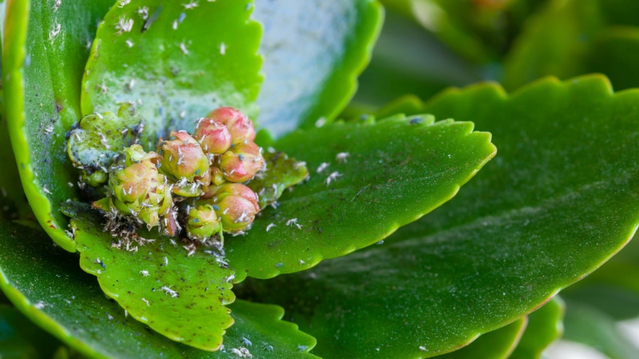 13 Things Succulent Owners Never Warn You about (but Should) - succulent pests dp645795146