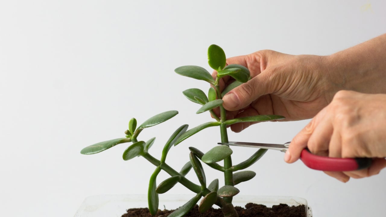 13 Things Succulent Owners Never Warn You about (but Should) - succulent pruning dp364567122
