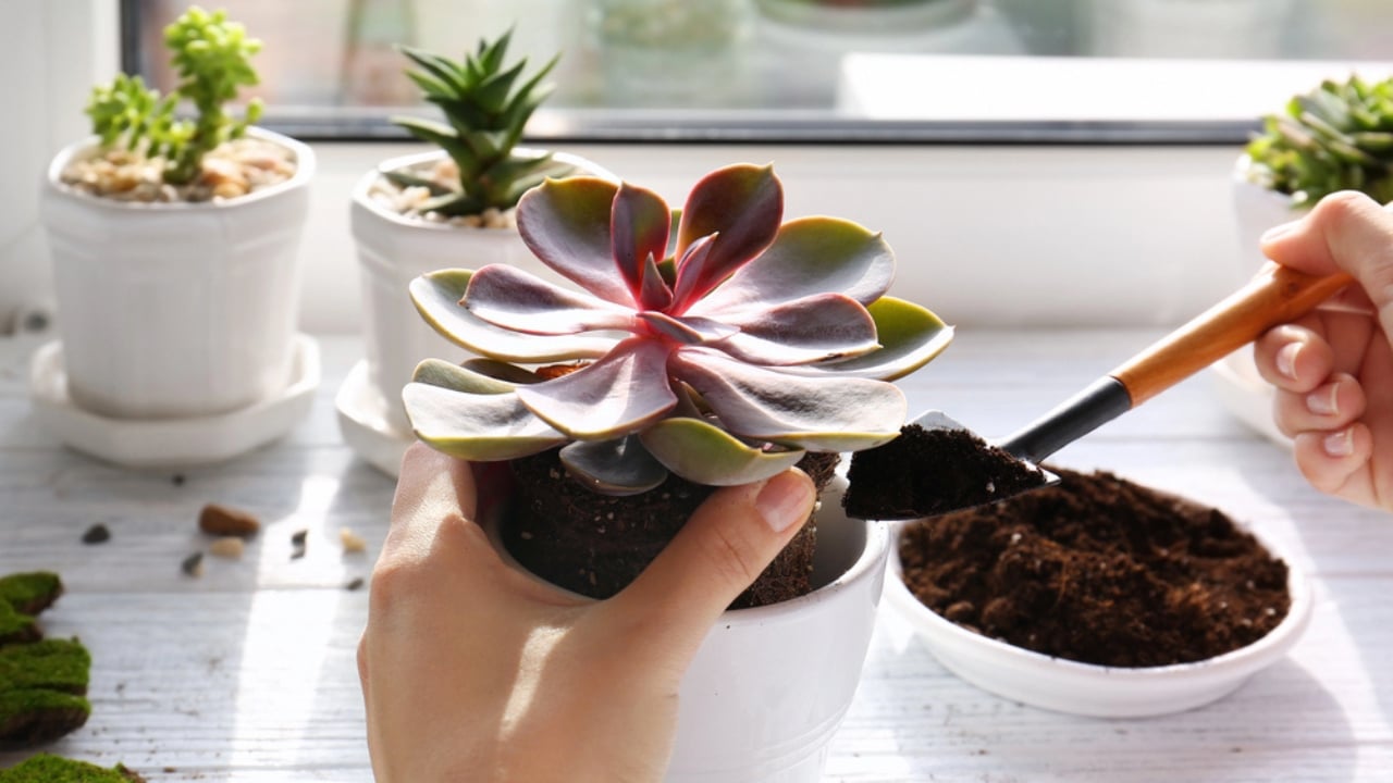 13 Things Succulent Owners Never Warn You about (but Should) - succulent soil dp139116846