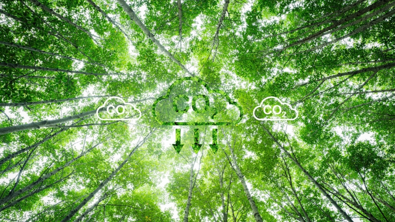 Climate Models Fall Short as Plants Absorb 31% More Carbon Than Expected - trees ss2515539149