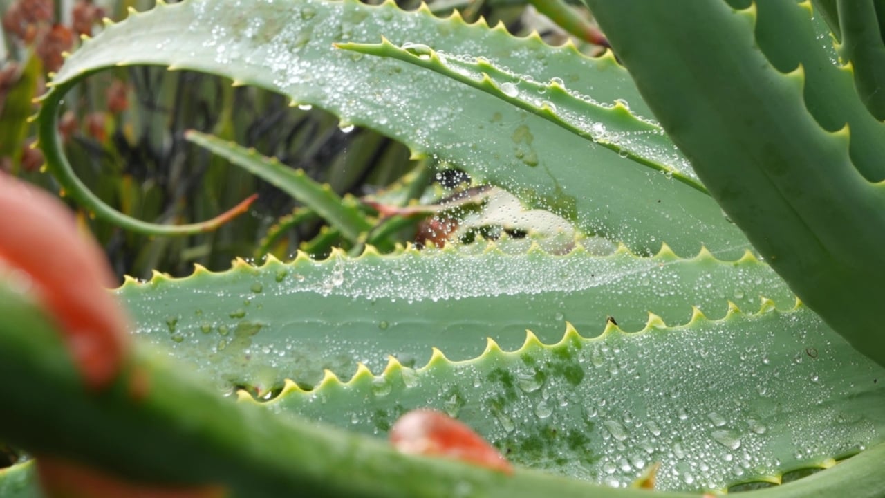 13 Things Succulent Owners Never Warn You about (but Should) - wet succulent dp546601796
