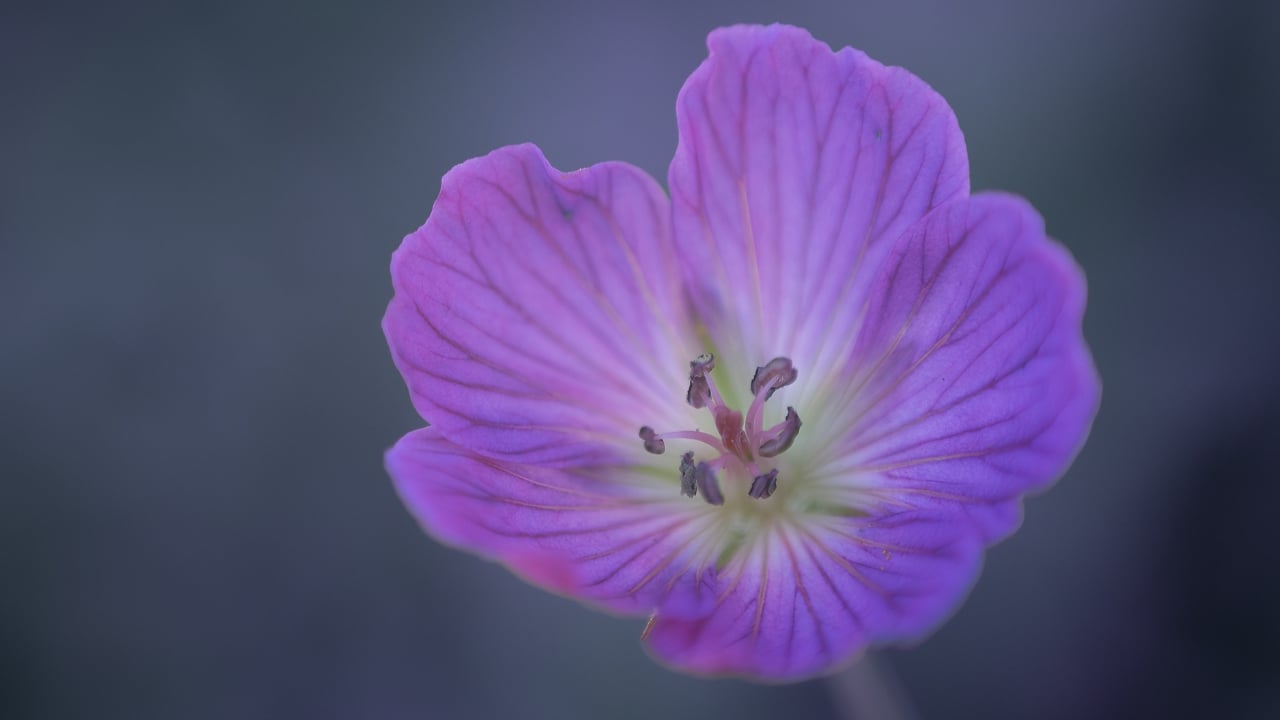18 Beautiful Native Flowers That Deserve a Spot in Your Garden - wild geranium ss2472478949