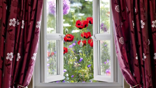 13 Drought-Resistant Plants Every Window Box Needs