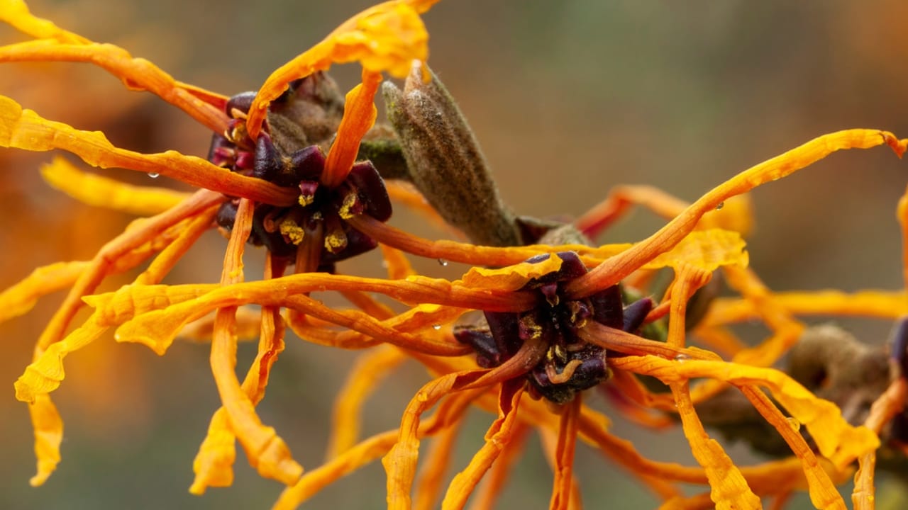 Witch Hazel Growing Tips for a Shrub That Stands Out All Year Long - witch hazel flower ss1910305279