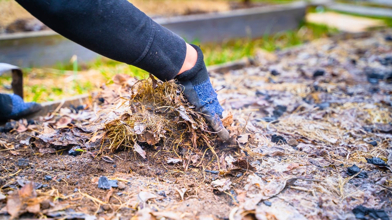 10 Organic Weed Control Methods for a Thriving Perennial Garden - woman mulch garden ss2284879323 degm
