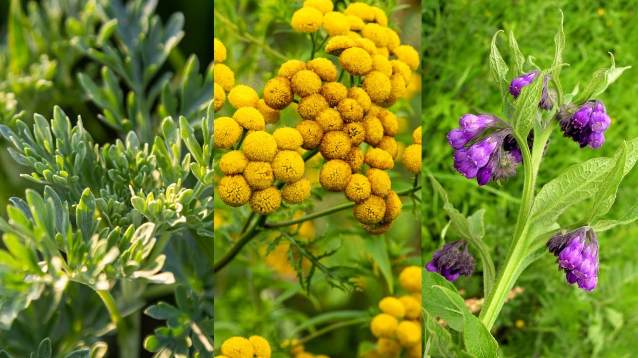 6 Natural Remedies for Deworming Your Backyard Chickens - wormwood dp668528742 Tansy dp294636676 Comfrey dp7525682