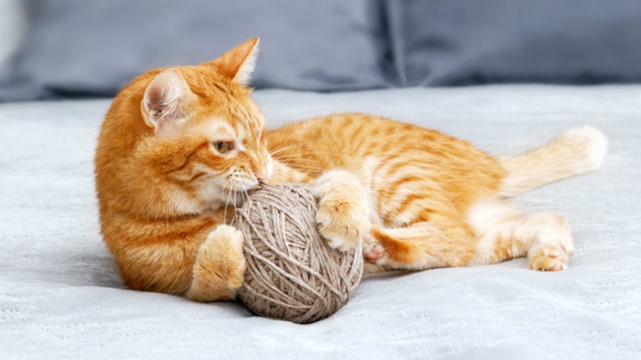 Don’t Toss That Yarn: 15 Creative Uses for Your Leftover Scraps - yarn cat toys ss1528282730