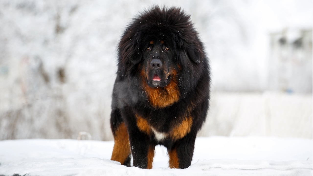 15 Dog Breeds That Love Snow More Than You Do - Beautiful Tibetan mastiff dp178433246 dnoh
