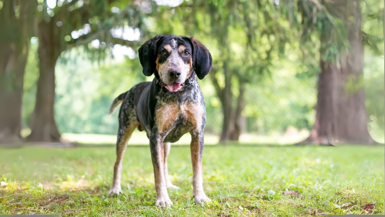 Meet the New Dog Breeds the AKC Has Recognized Since 2000 - Bluetick Coonhound ss1844038990 adyh