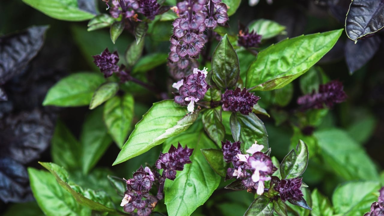15 Plants Perfect for Starting Your Homegrown Tea Garden - Cinnamon Basil dp 547878726 dnoh