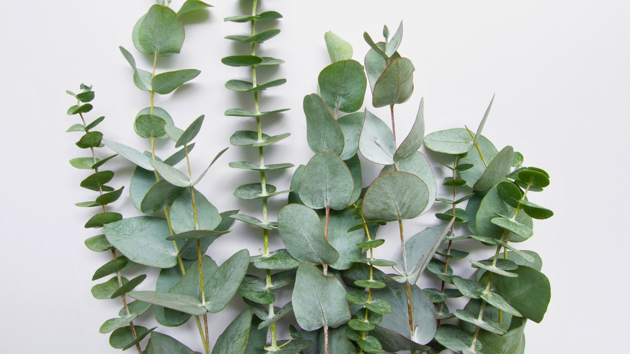 DIY Eucalyptus Steamers for a Spa-Like Shower at Home - Eucalyptus ss2158434577 degm