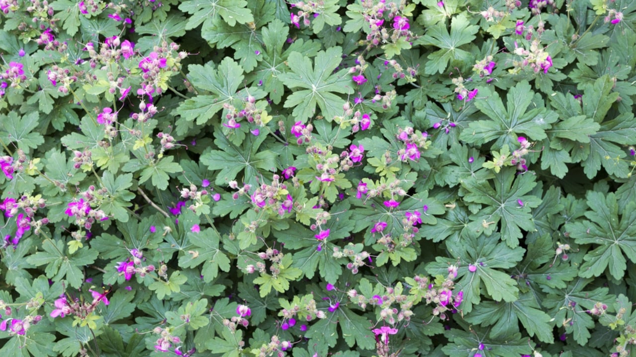 Say Goodbye to Grass: Grow Hardy Geraniums for a Beautiful Perennial Ground Cover - Geranium macrorrhizum flowers dp152159410 dnoh