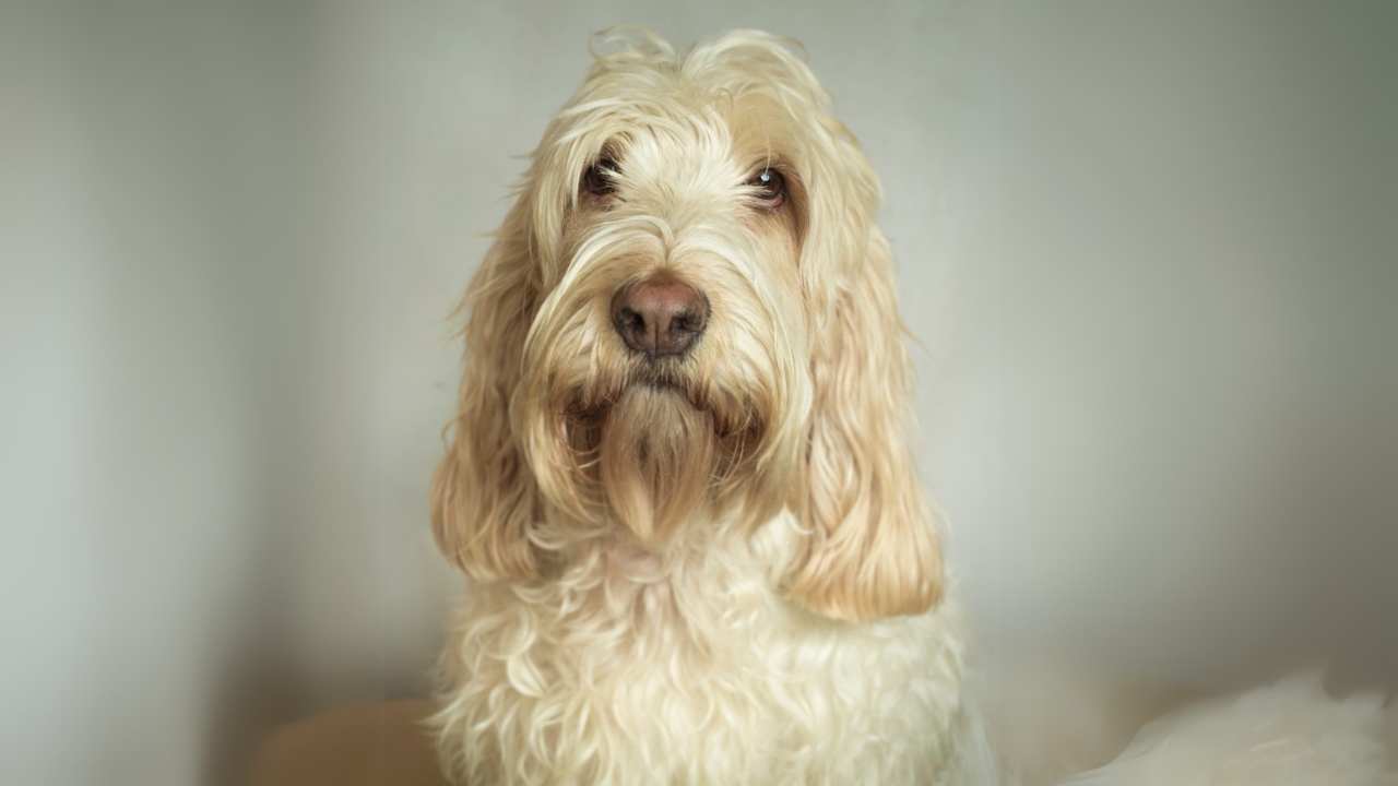 Meet the New Dog Breeds the AKC Has Recognized Since 2000 - Grand Basset Griffon Vendeen ss1957618339 adyh