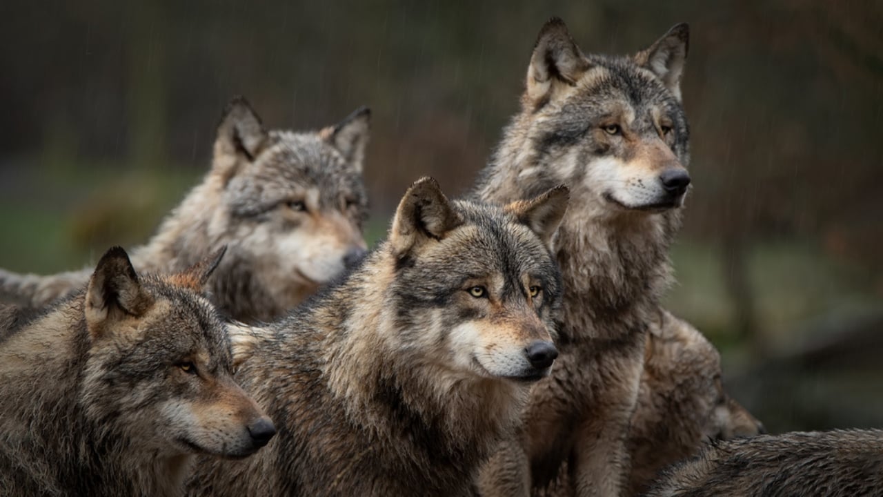 How Wolf Pups Go From Helpless to Apex Predators in a Year - Gray wolf pack ss1657104289 adyh