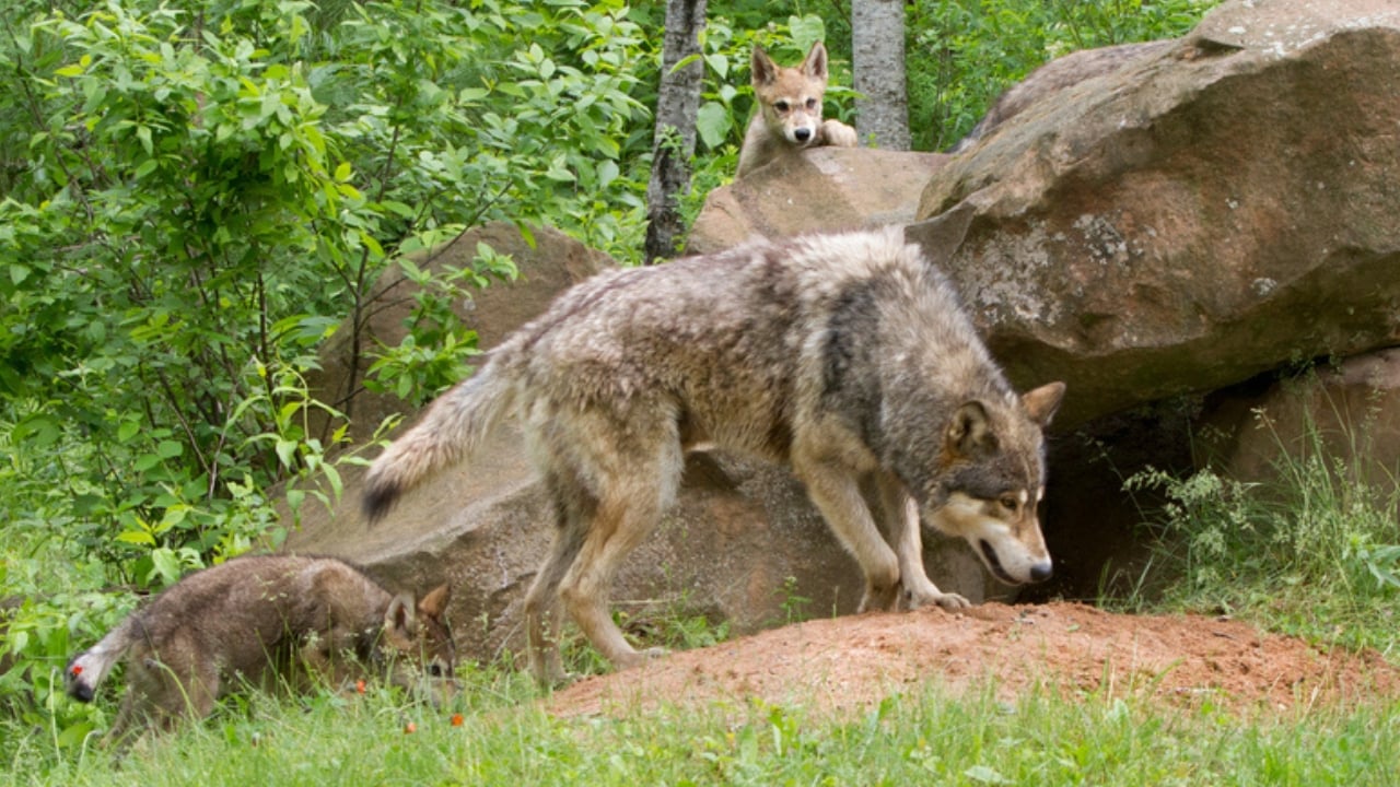 How Wolf Pups Go From Helpless to Apex Predators in a Year - Gray wolf pup and mother ss182753660 adyh