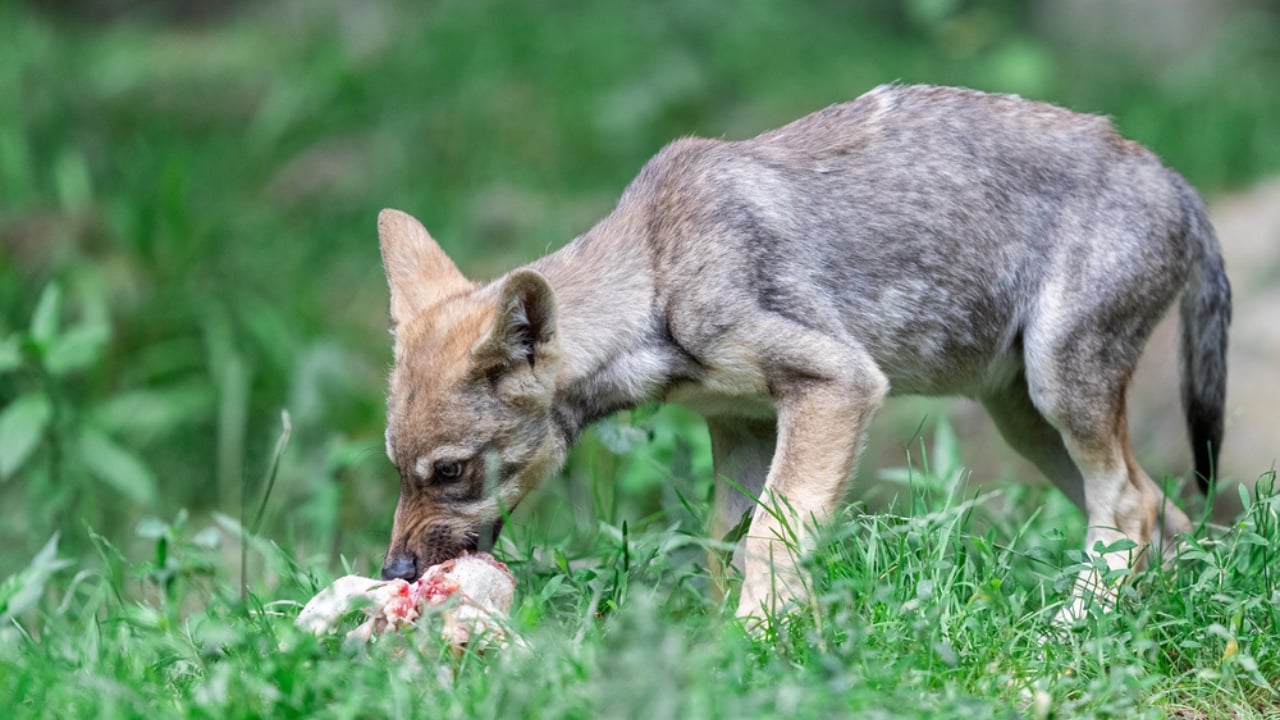 How Wolf Pups Go From Helpless to Apex Predators in a Year - Gray wolf pup eating ss1776076004 adyh