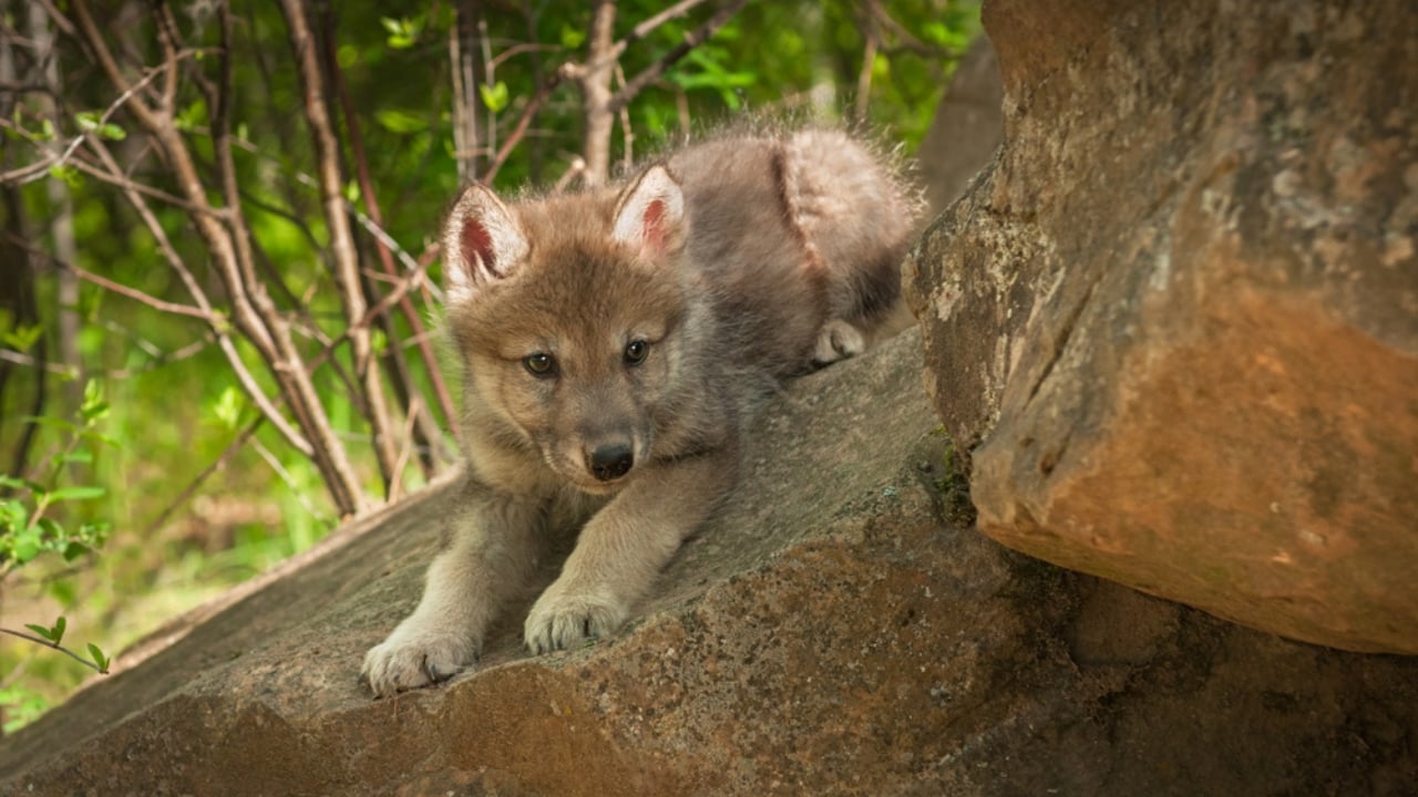 How Wolf Pups Go From Helpless to Apex Predators in a Year - Gray wolf pup ss1077874982 adyh