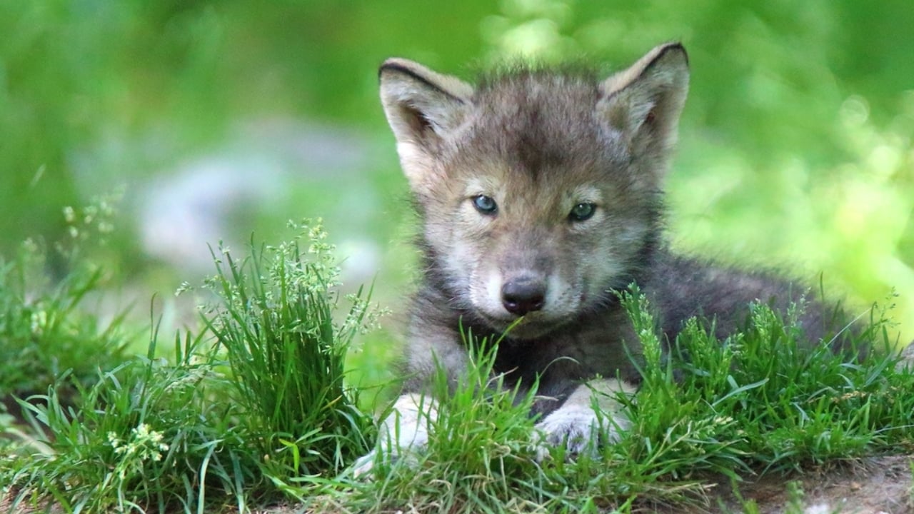 How Wolf Pups Go From Helpless to Apex Predators in a Year - Gray wolf pup ss529853443 adyh