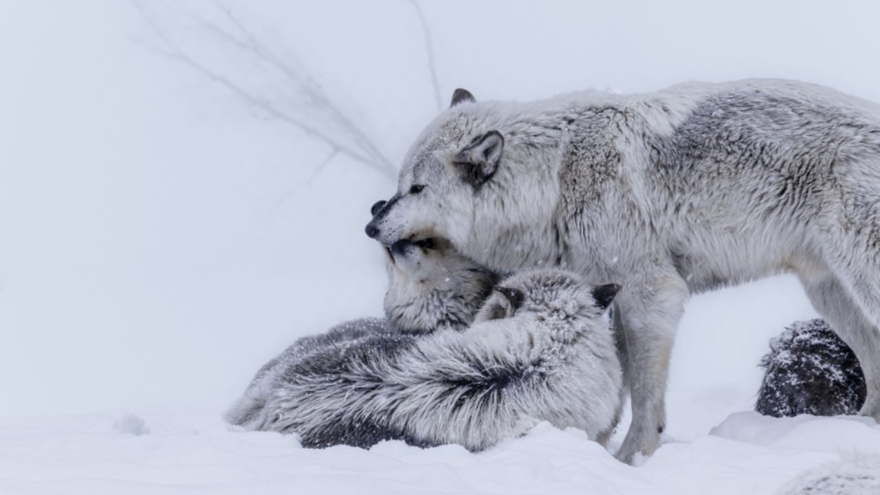 How Wolf Pups Go From Helpless to Apex Predators in a Year - Gray wolf pups and mother gray wolf in winter ss1077874982 adyh