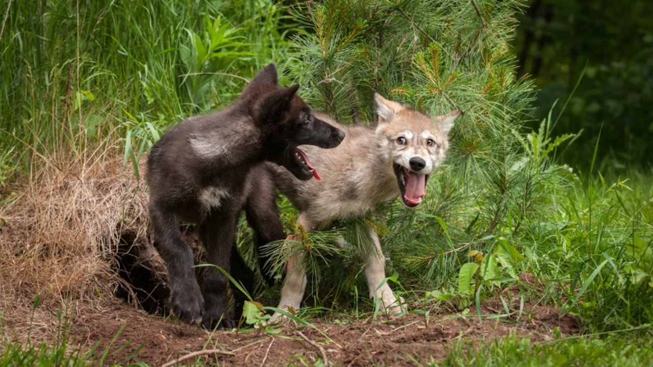 How Wolf Pups Go From Helpless to Apex Predators in a Year - Gray wolf pups ss1047585766 adyh